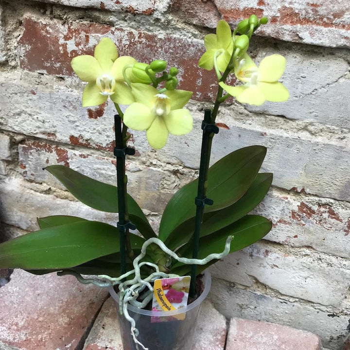 Orhidee Phalaenopsis galben Brother Stardust