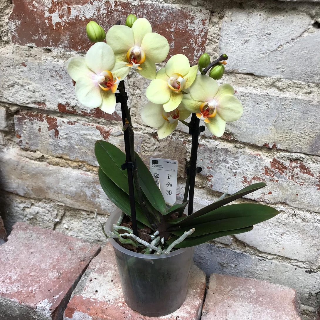 Orhidee Phalaenopsis multiflora galben Cancun, la pret atractiv, cu livrare!