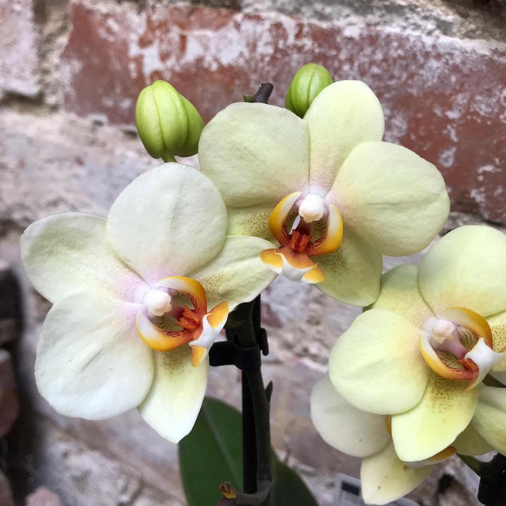 Orhidee Phalaenopsis multiflora galben Cancun, la pret atractiv, cu livrare!