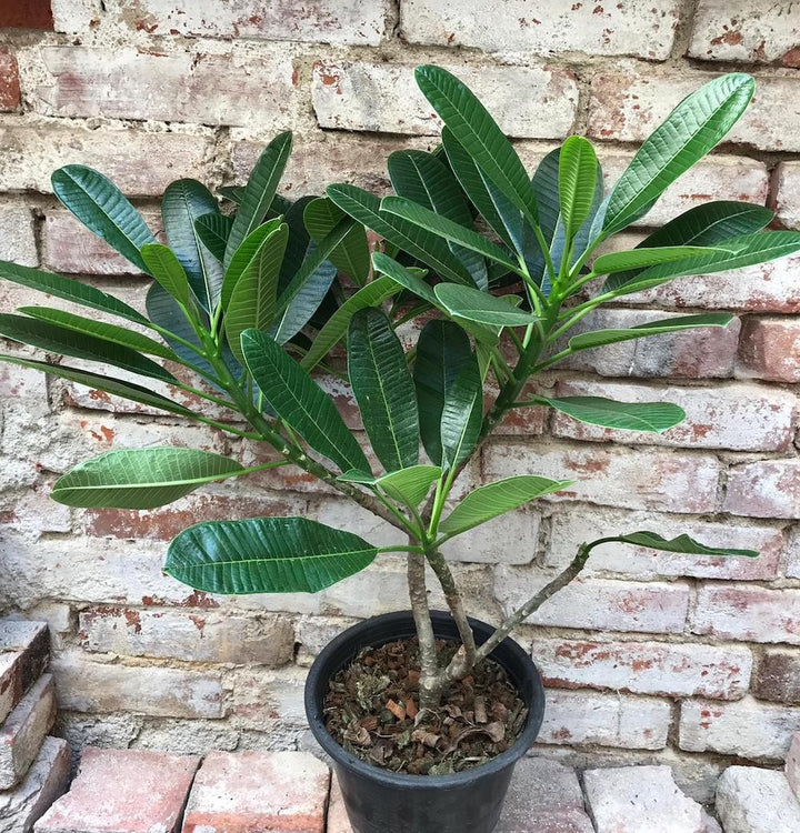 Plumeria Alba XXL - mix de culori (flori parfumate)