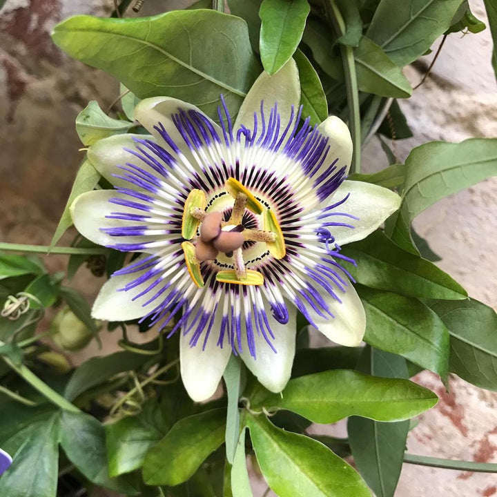 Cumpara online Passiflora caerulea floarea pasiunii, la cel mai bun pret, cu livrare!