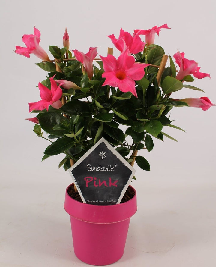 Sundevilla - Dipladenia roz Pink, de vanzare, pret atractiv