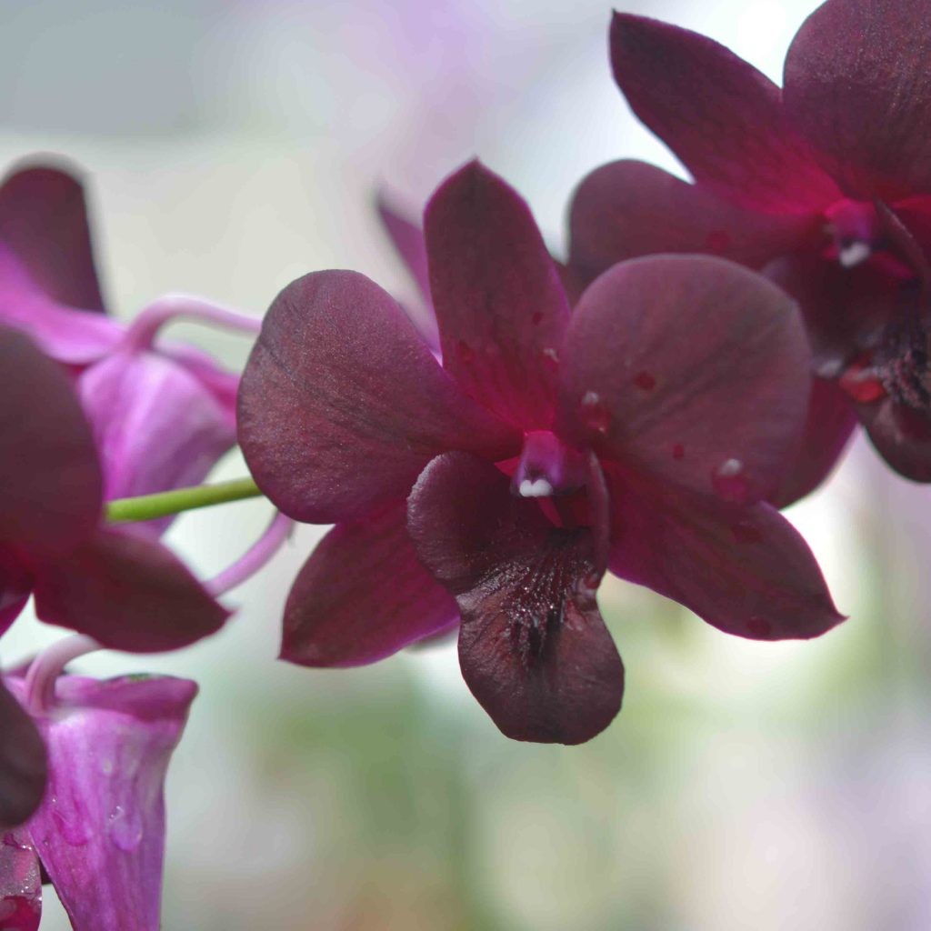 Orhidee Dendrobium Black Jelly