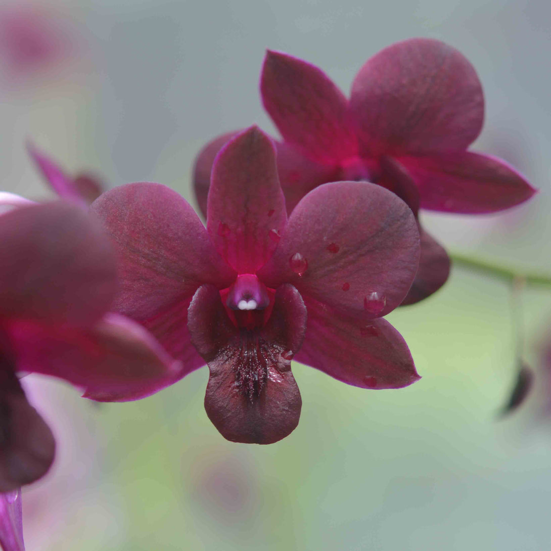 Orhidee Dendrobium Black Jelly