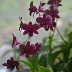 Orhidee Dendrobium Black Jelly