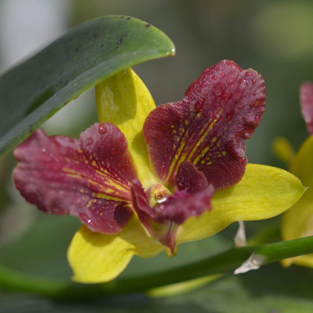 Dendrobium Thongchai Gold (peloric)