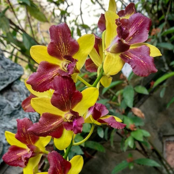 Dendrobium Thongchai Gold (peloric)