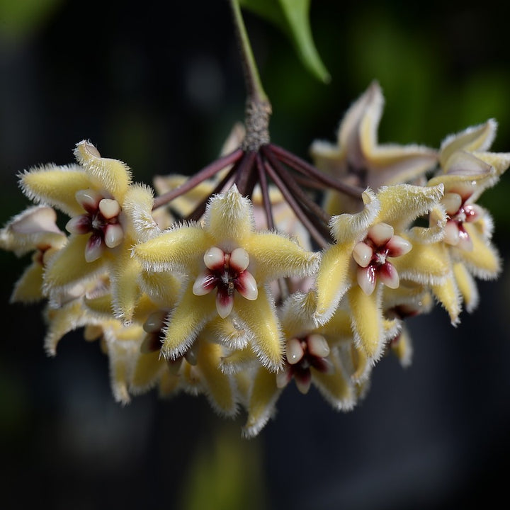 Hoya buotii