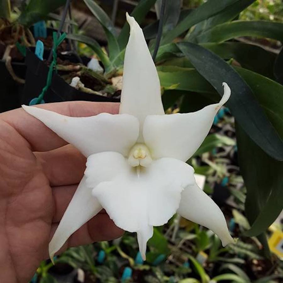 Angraecum Lemforder White Beauty (Sesquipedale x magdalenae)