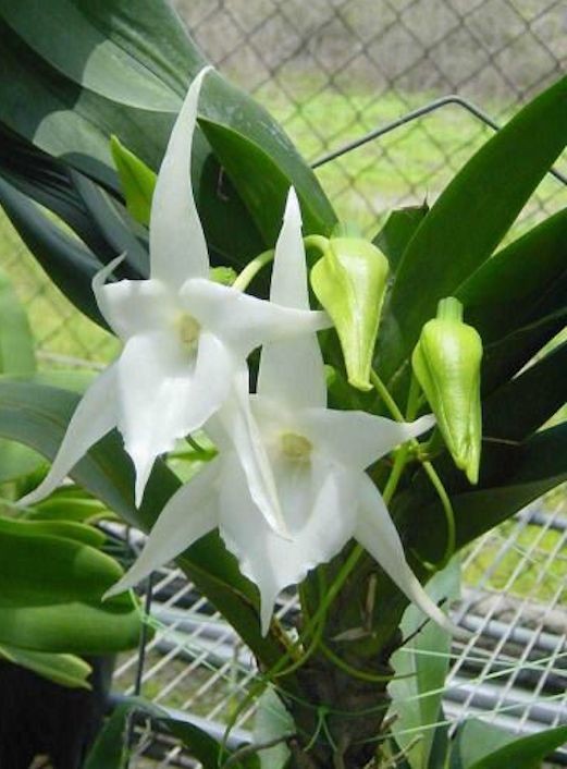 Angraecum Lemforder White Beauty (Sesquipedale x magdalenae)