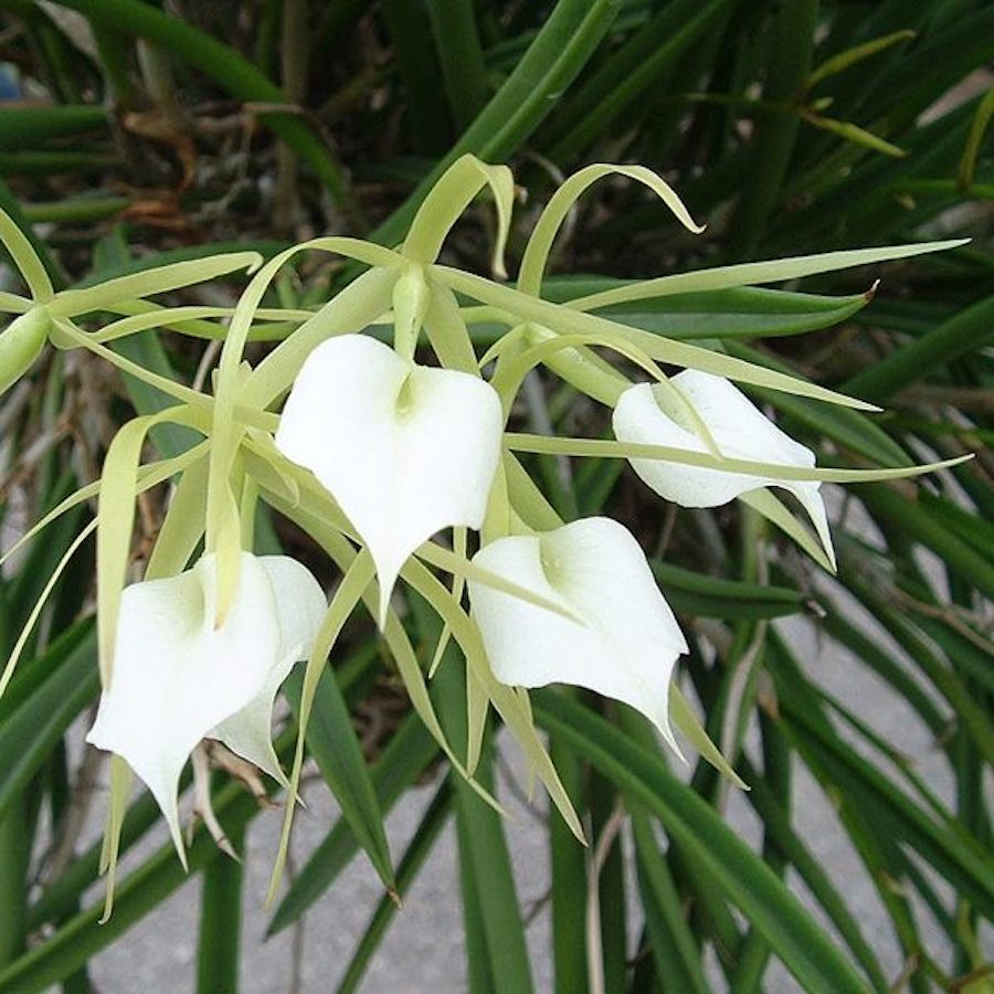 Orhidee Brassavola Nodosa parfumata