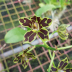 Orhidee Grammatophyllum Scriptum