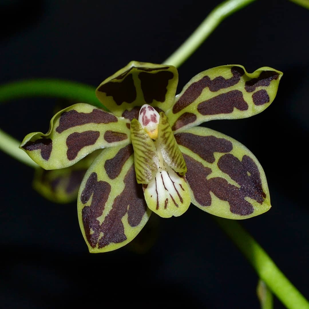 Orhidee Grammatophyllum Scriptum