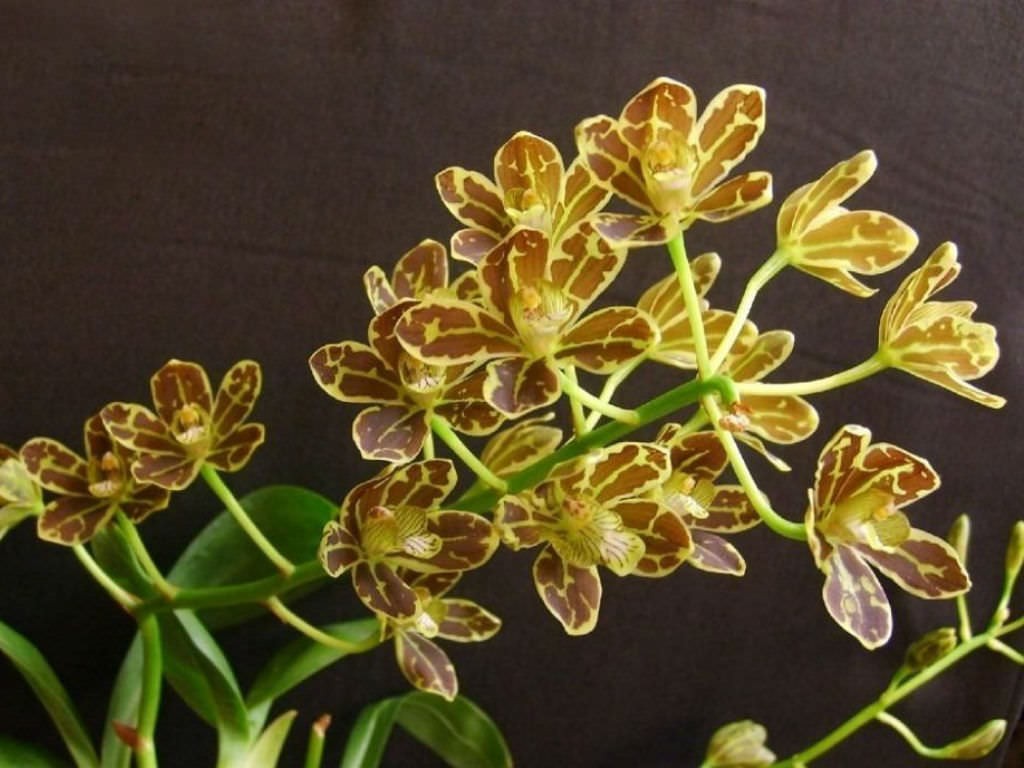 Orhidee Grammatophyllum Scriptum