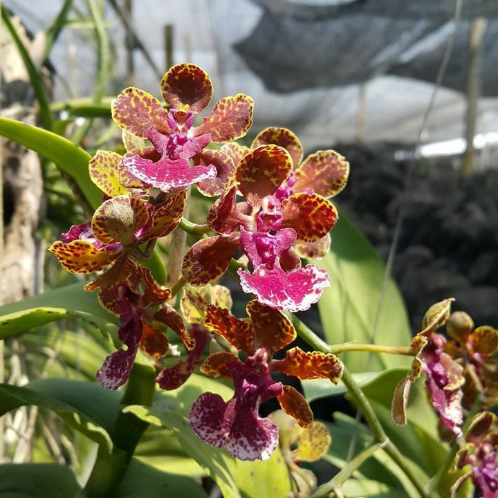 Trichocentrum (Oncidium) Ollie Palmer