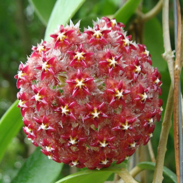 Hoya mindorensis 'Red' - parfumata