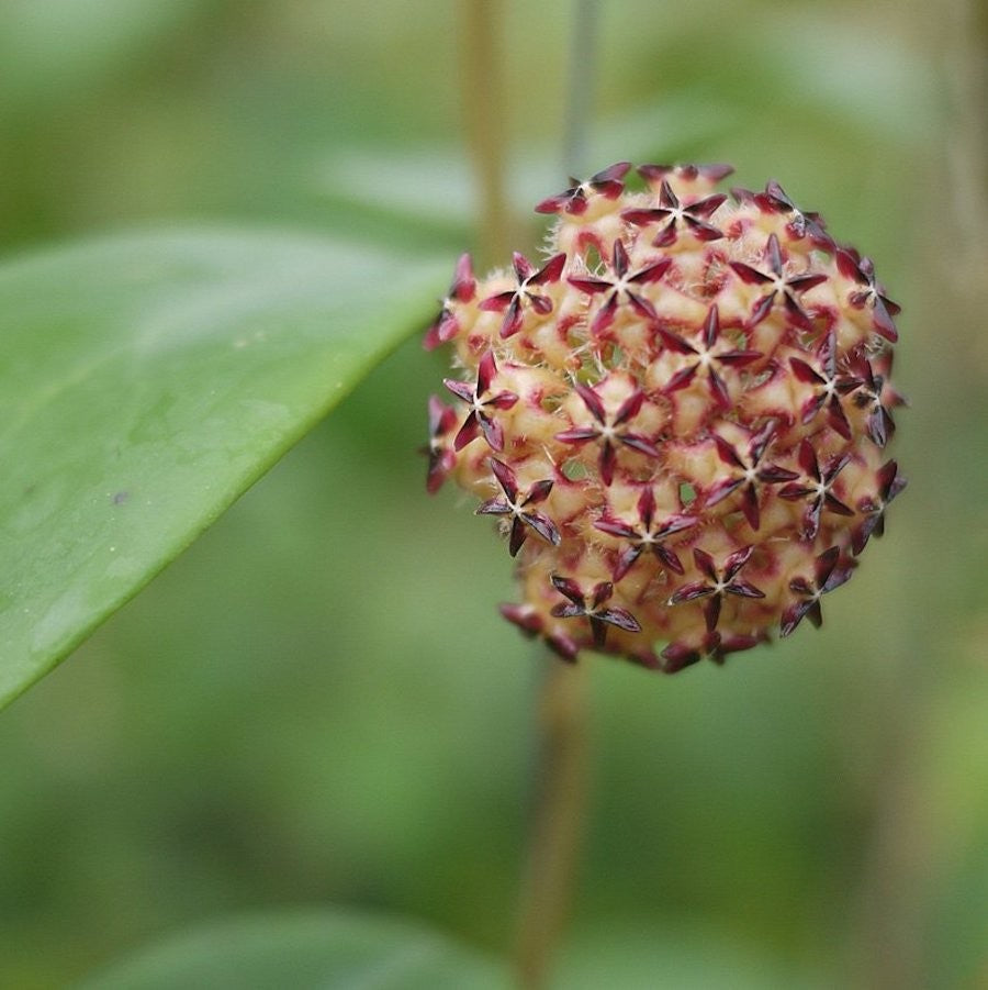 Hoya mindorensis PG-12, floarea de ceara