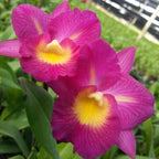 Orhidee Guaricattonia Starrlyn 'Butterfly' (Ctna. Capri x Grt. Why Not)