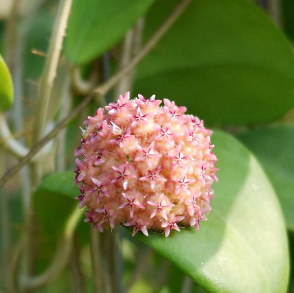 Hoya mindorensis 'Pink' - parfumata
