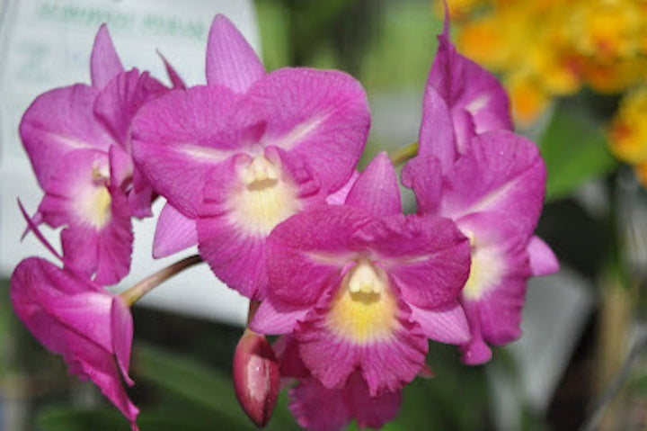 Orhidee Guaricattonia Starrlyn 'Butterfly' (Ctna. Capri x Grt. Why Not)