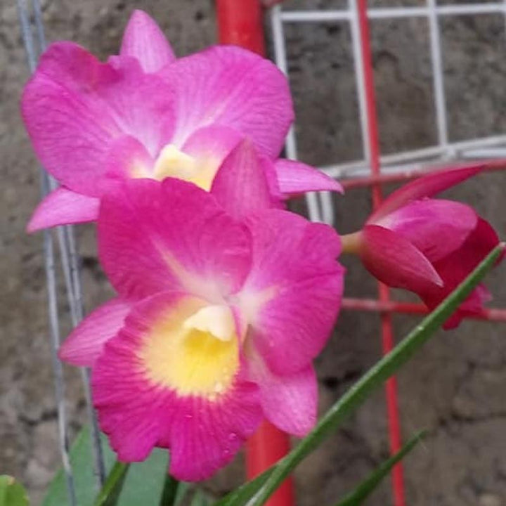 Orhidee Guaricattonia Starrlyn 'Butterfly' (Ctna. Capri x Grt. Why Not)