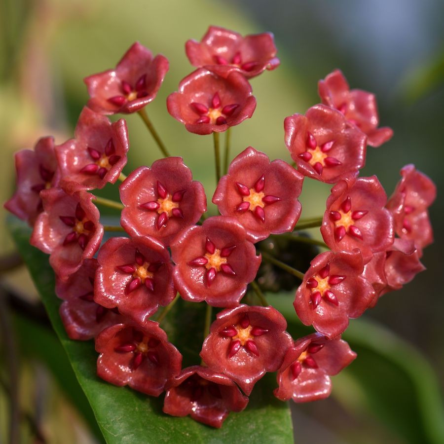 Stadiu_fara flori (ghiveci 6cm)