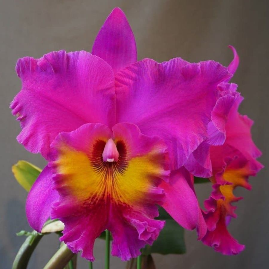 Orhidee RLC. King of Taiwan parfumata