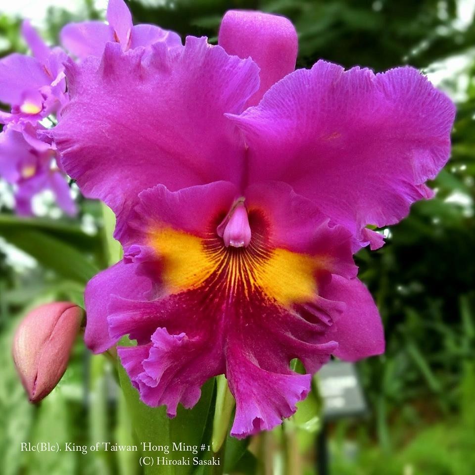 Orhidee RLC. King of Taiwan parfumata