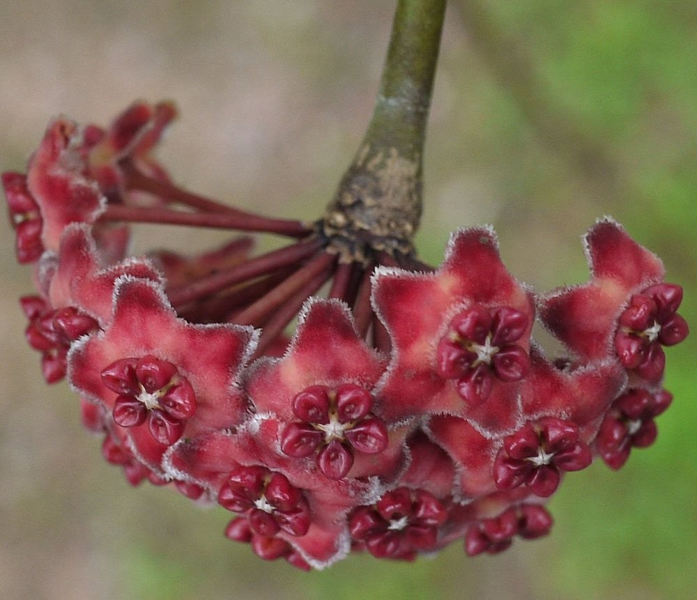 Hoya excavata - parfum de vanilie