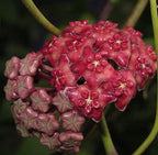 Hoya excavata - parfum de vanilie