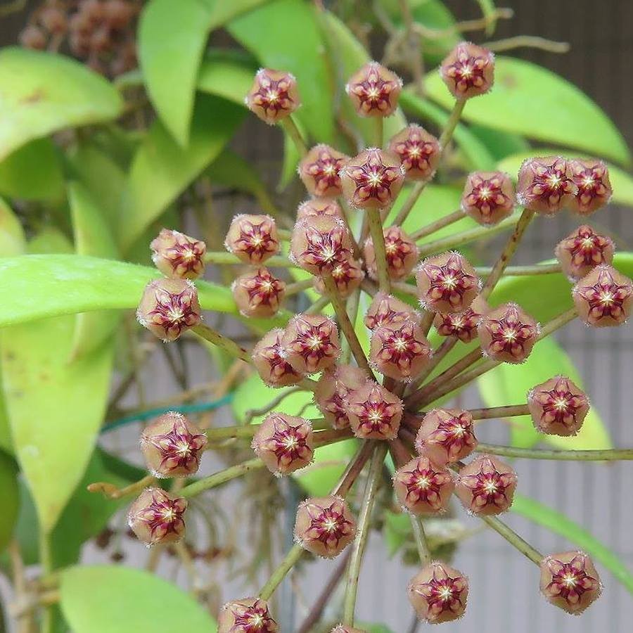 Hoya micrantha - parfumata