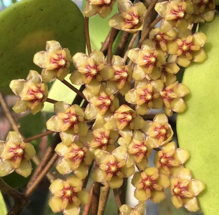 Hoya micrantha - parfumata