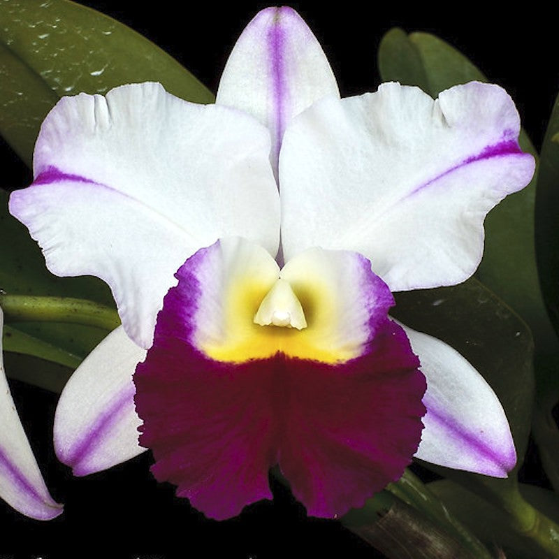 Orhidee Rlc. Memoria Anna Balmores