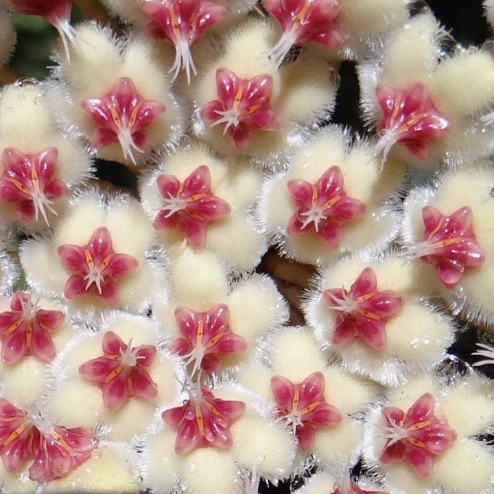 Hoya imbricata - parfum dulce