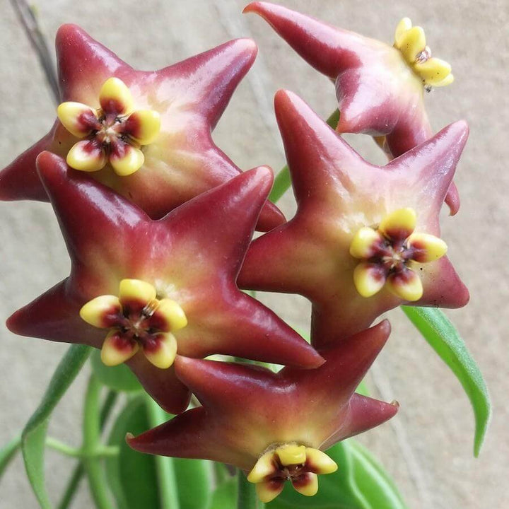 Hoya 'Optimistic' (Hoya 'Ruthie' x Hoya ciliata) - parfum de lamaie