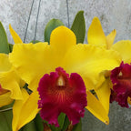 Orhidee Rlc. Alma Kee