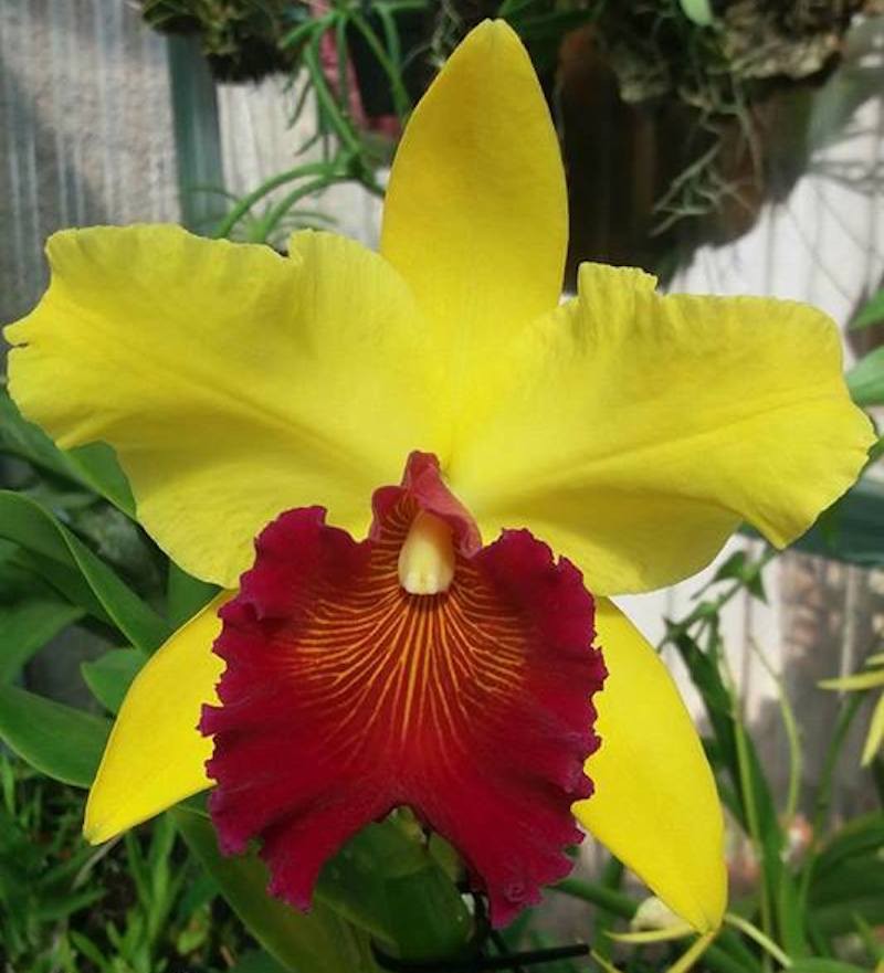 Orhidee Rlc. Alma Kee