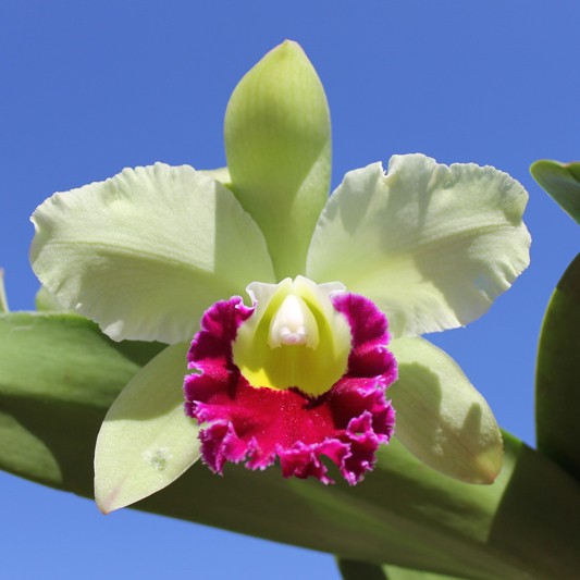 Orhidee Rlc. Pathum Green