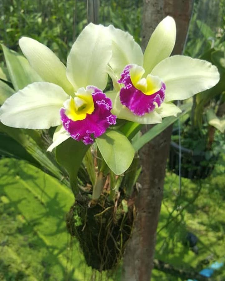 Orhidee Rlc. Pathum Green