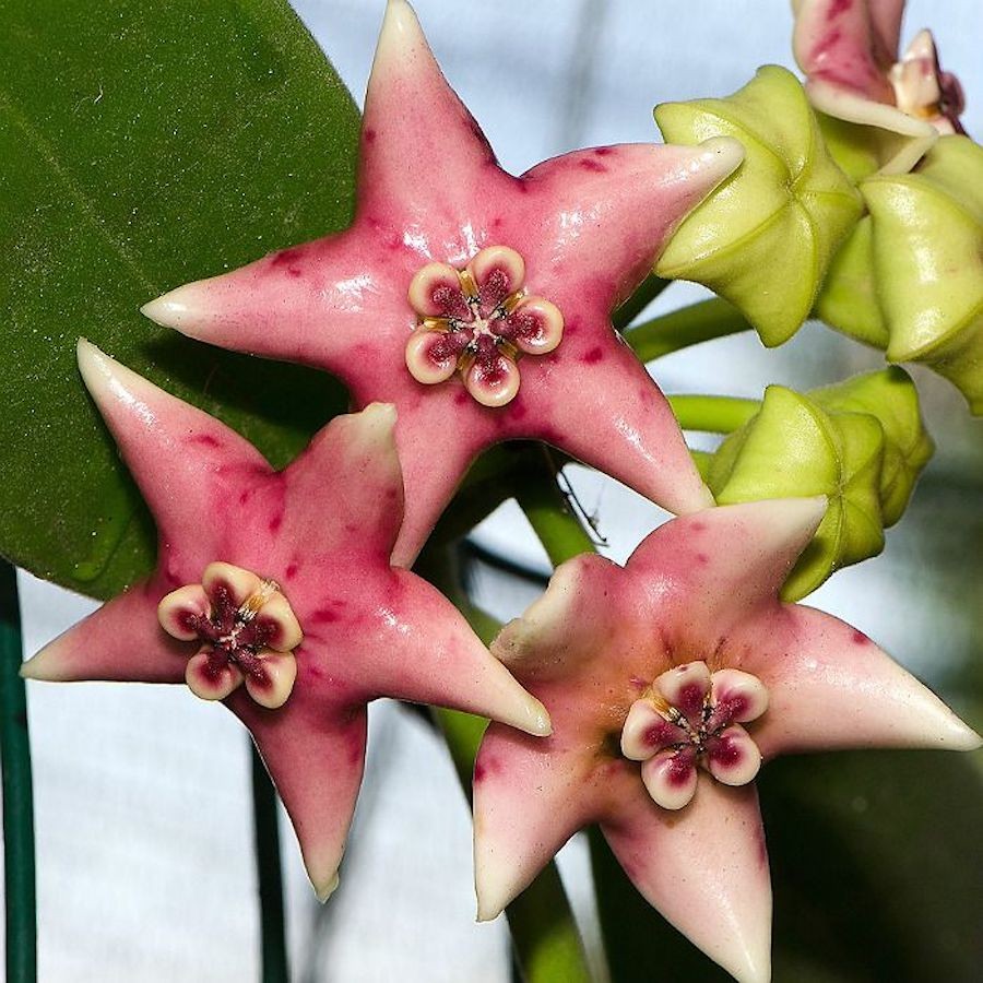 Hoya coronaria - flori uriase, parfumate