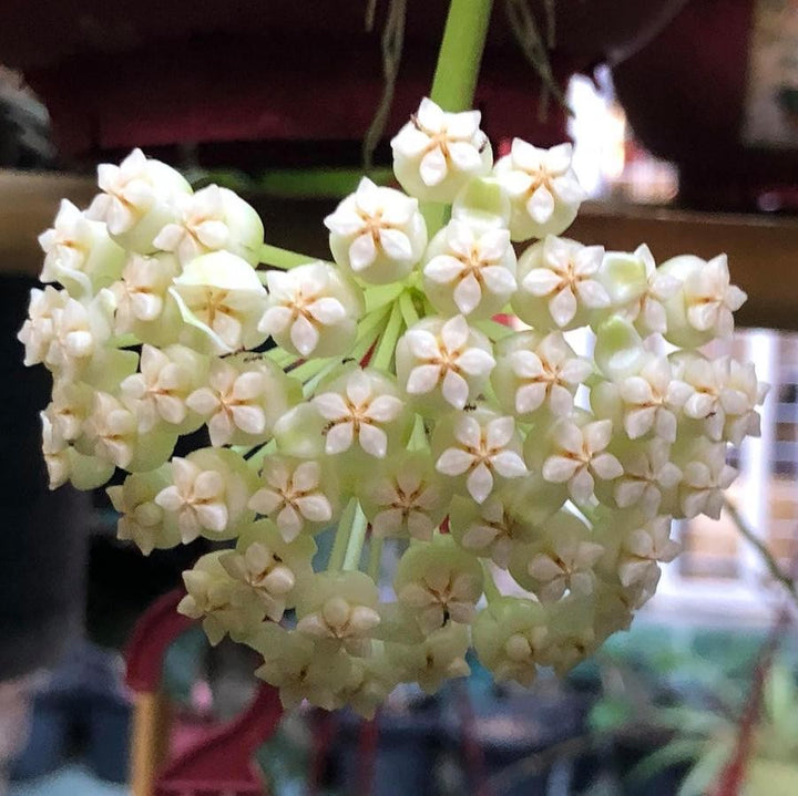 Hoya pachyclada albomarginata - flori parfumate