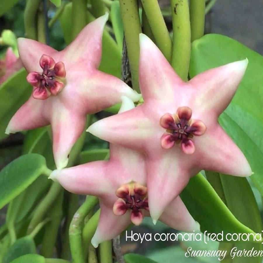 Hoya coronaria 'Red Corona' - flori parfumate