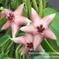Hoya coronaria 'Red Corona' - flori parfumate