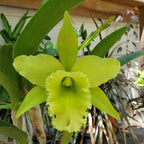 Orhidee Rlc. Ports of Paradise FCC/AOS