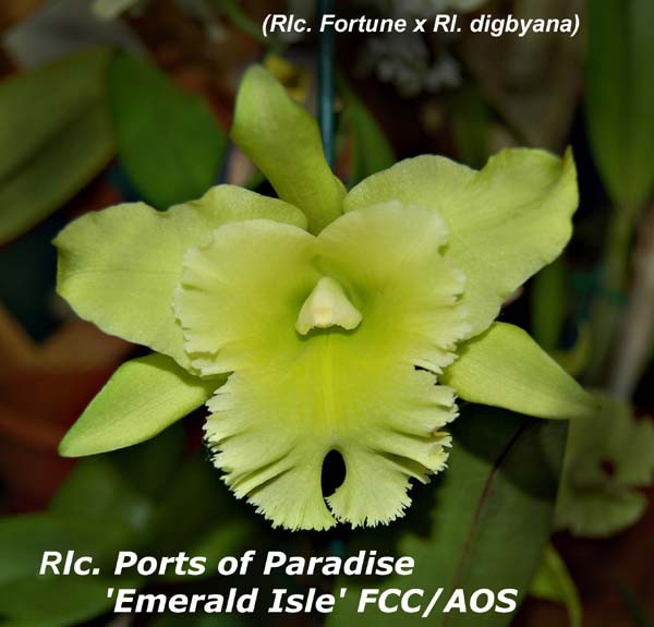 Orhidee Rlc. Ports of Paradise FCC/AOS
