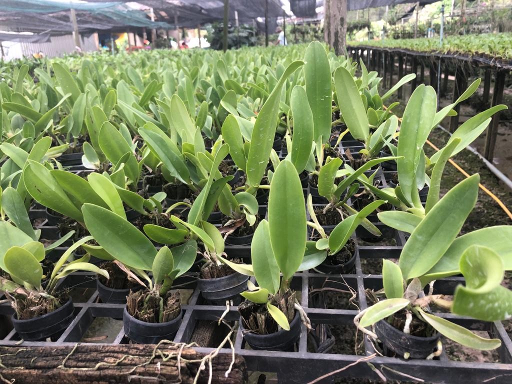 Orhidee Rlc. Nadia Song (Rlc.Yen Golden Sensation  X Rlc.Chialin)