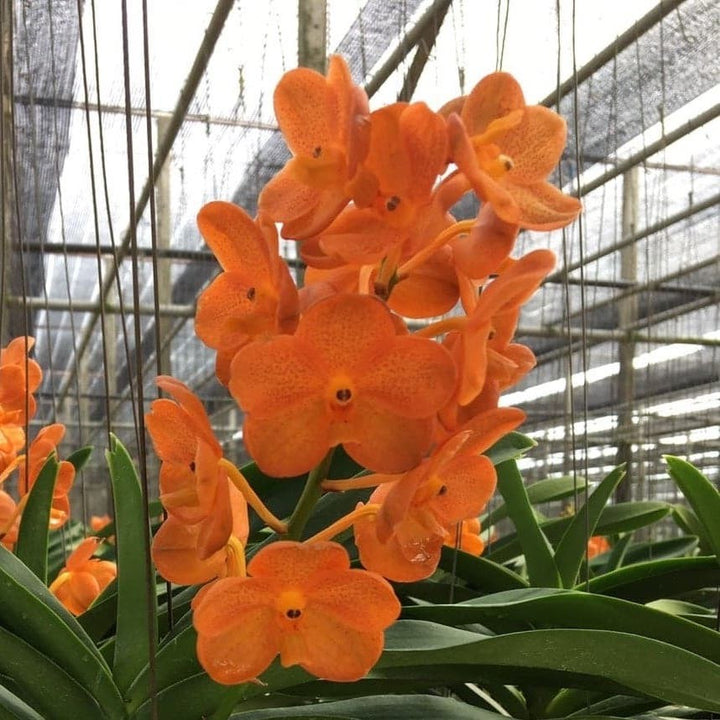 Vanda (Ascd.) Viboon Sunset