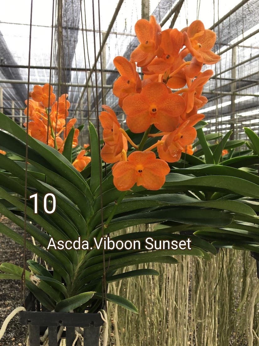 Vanda (Ascd.) Viboon Sunset