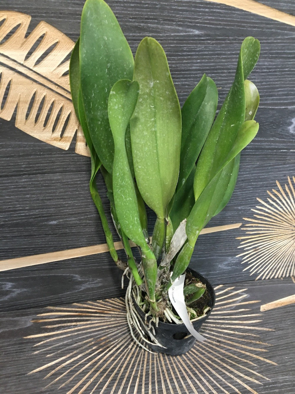 Orhidee Rlc. Alma Kee