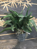 Angraecum Lemforder White Beauty (Sesquipedale x magdalenae)